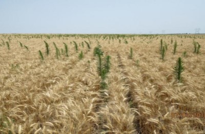 Wheat field with weeds