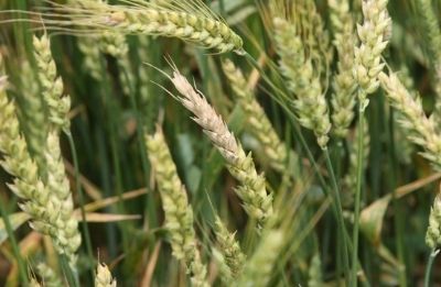 Bleaching symptoms caused by Fusarium head blight