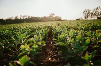 soybean early growth